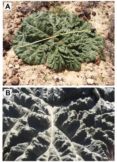 Rumex hymenosepalus self-irrigating desert rhubarb